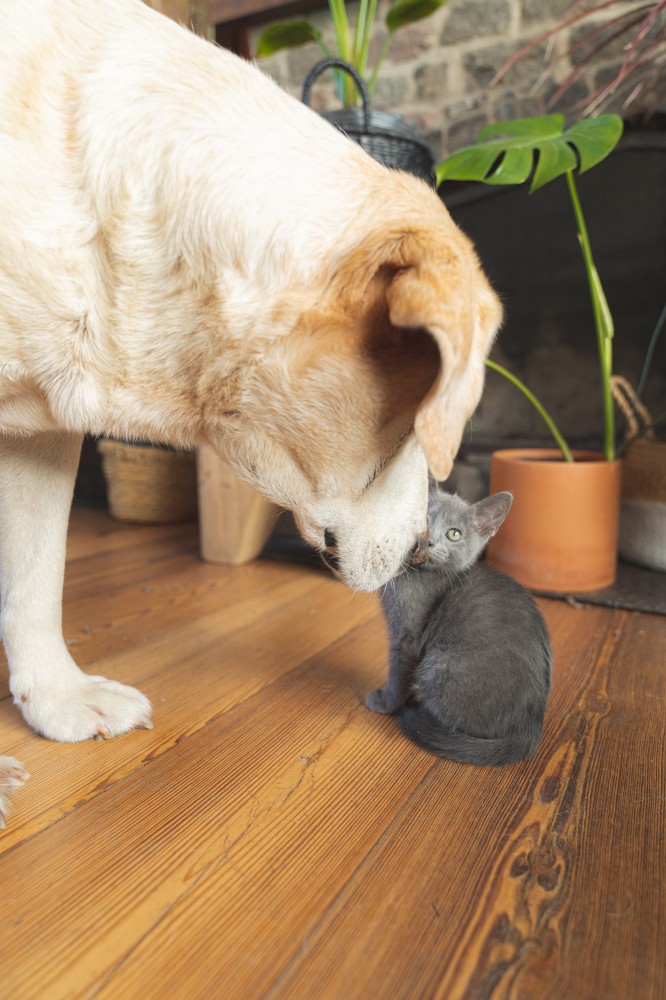 duży pies z małym kotkiem